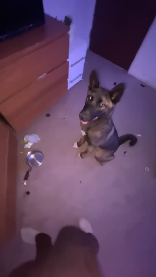 Mixed Breed dogs for sale: AkitaX malinois  in Bradford - Video 1