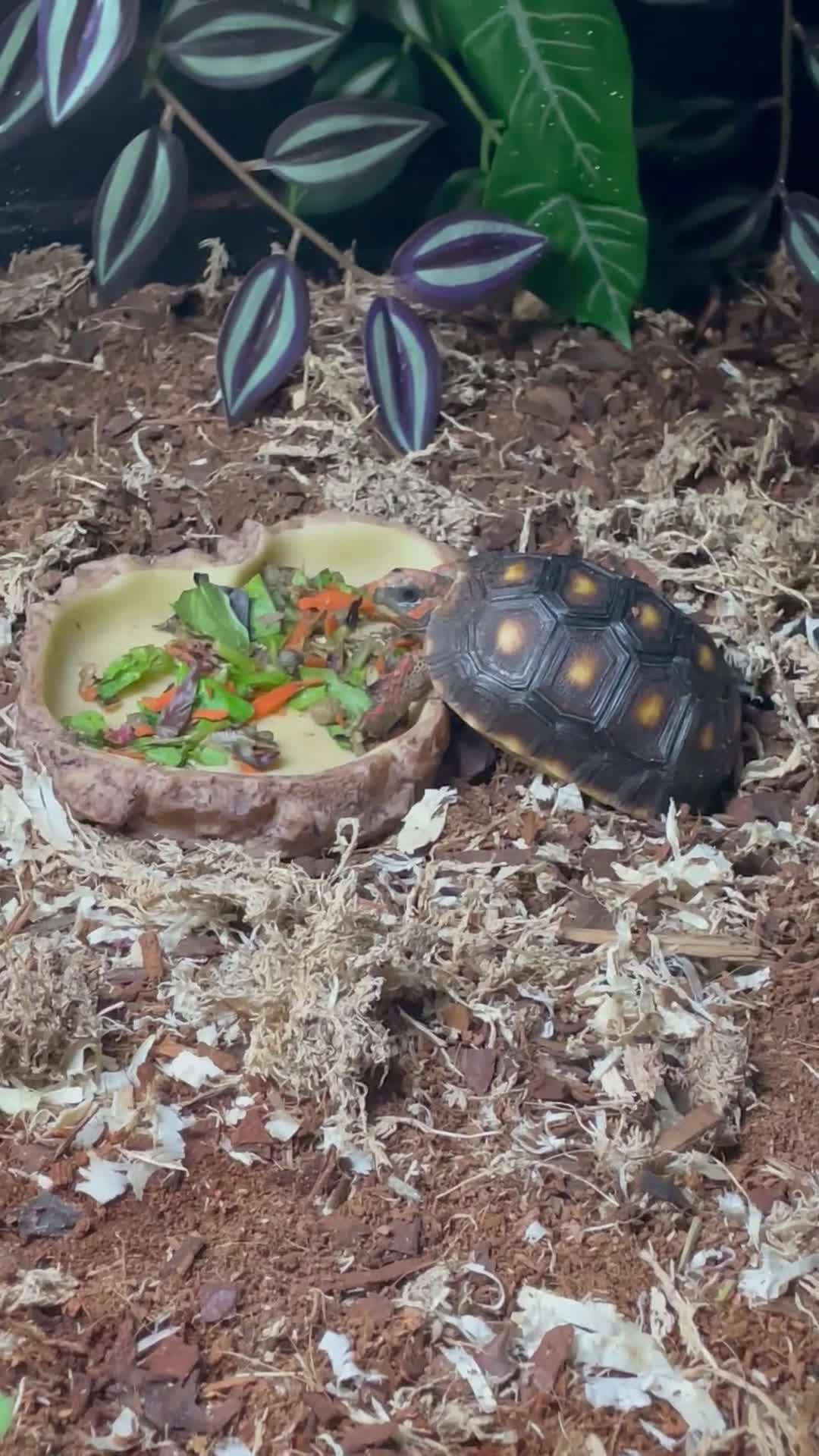 Tortoise reptiles for sale: baby red footed tortoise - Video 1