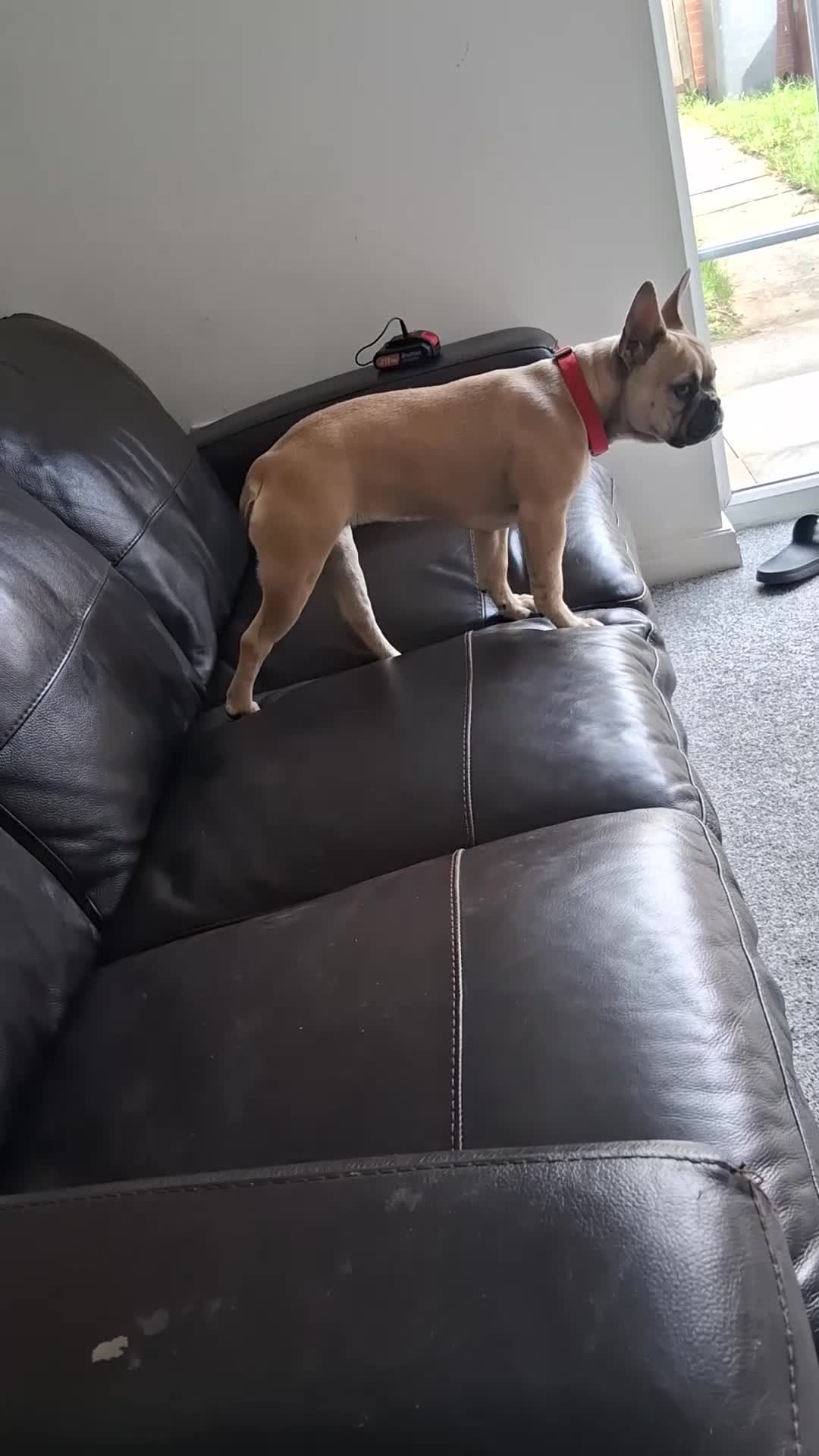 French Bulldog dogs for sale: French Bulldog for Sale - Video 1