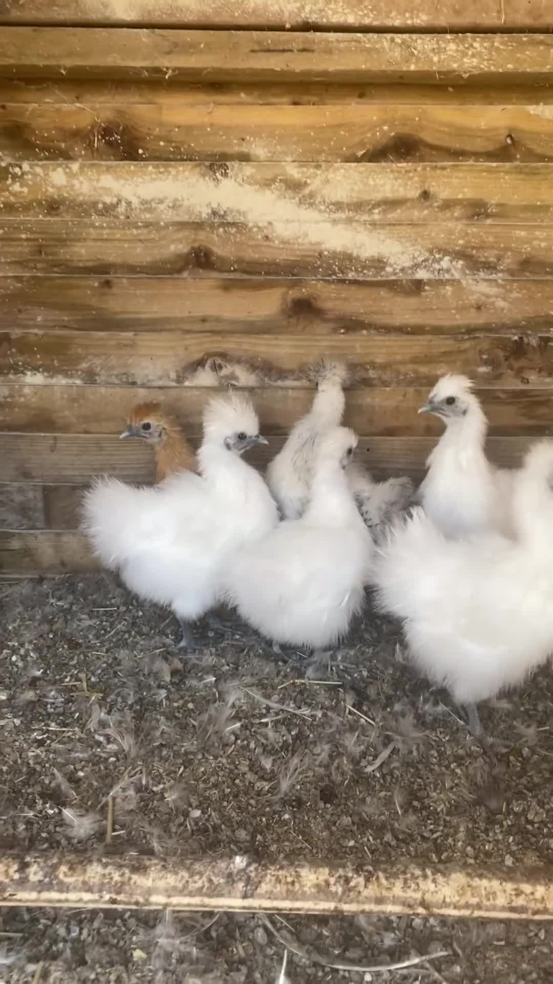 Chickens poultry for sale: silkies for Sale  - Video 1
