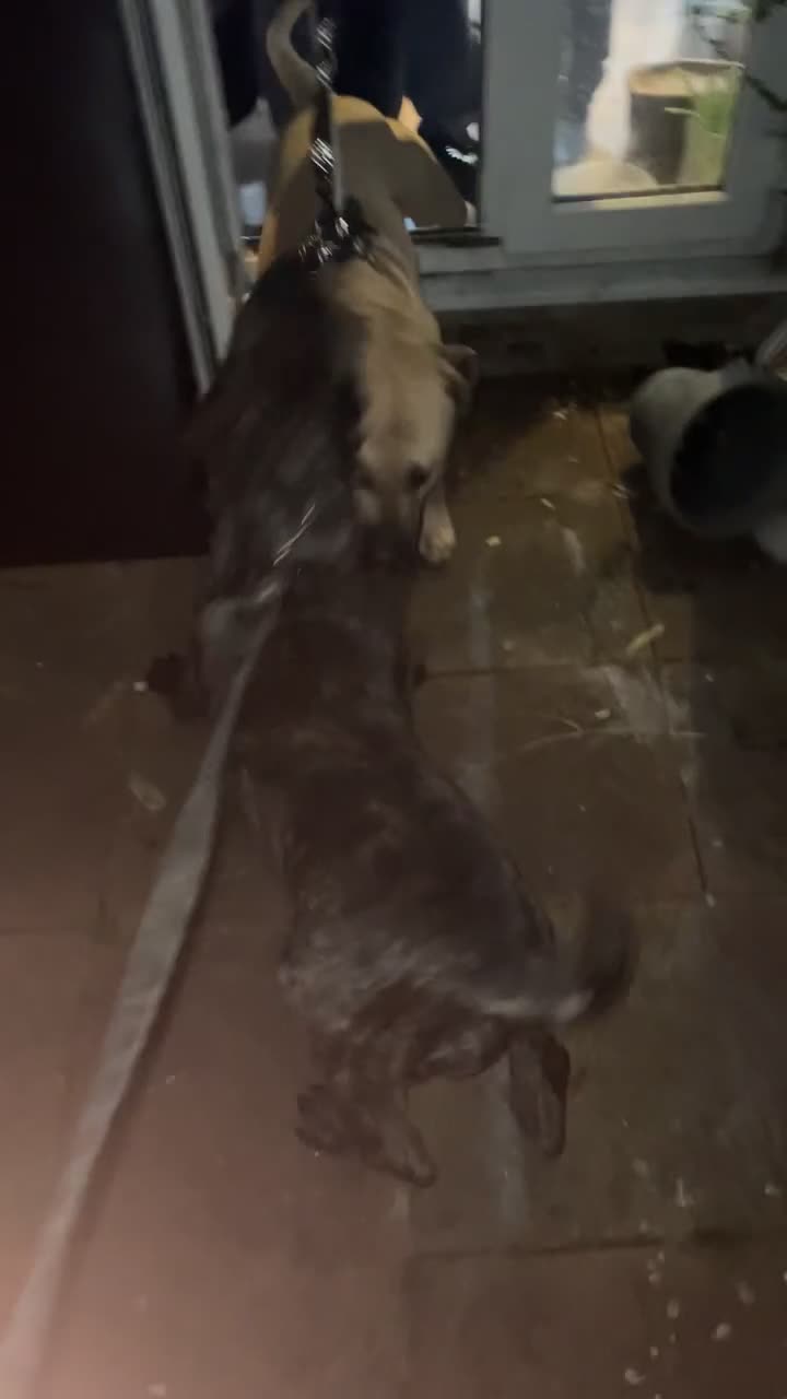 Presa Canario dogs for sale: PURE PRESA CANARIO PUPPIES SERBIAN BLOODLINE - Video 4