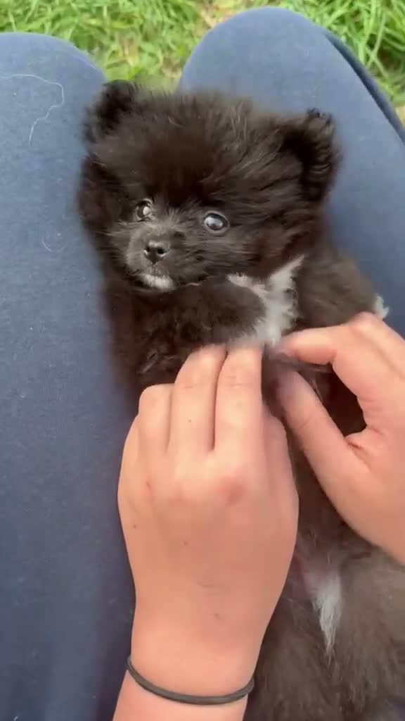 Pomeranian dogs for sale: 🩷 only 1 left Rare black pomeranian girl🩷 - Video 3