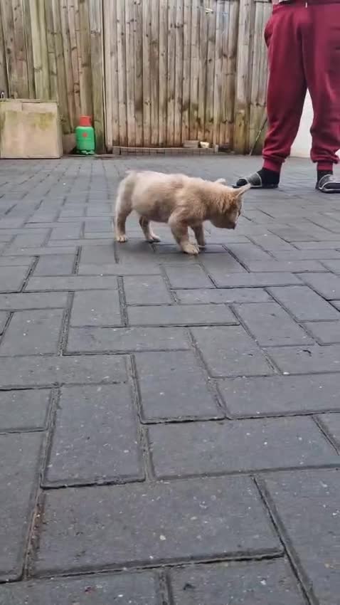 French Bulldog dogs for sale: Fluffy merle female french bulldog  - Video 1