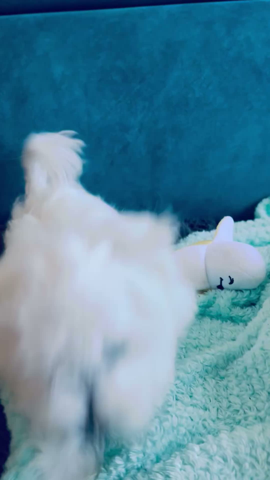 Maltese dogs for sale: ONE SMALL FLUFFY MALTESE BOY - Video 1