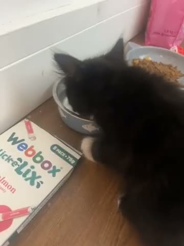 Mixed Breed cats for sale: Beautiful mixed breed kitten 9 weeks  - Video 2