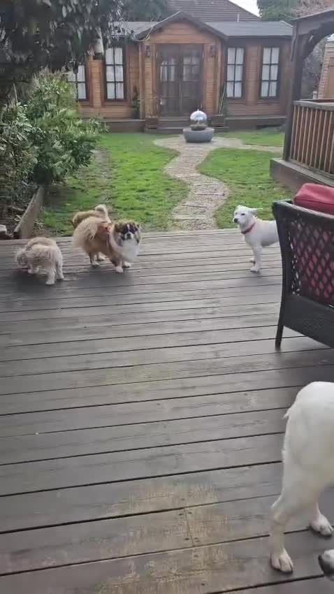 Mixed Breed dogs for adoption: ❤️PLIAMKA❤️She Is Everything You Could Hope For in Folkestone - Video 4