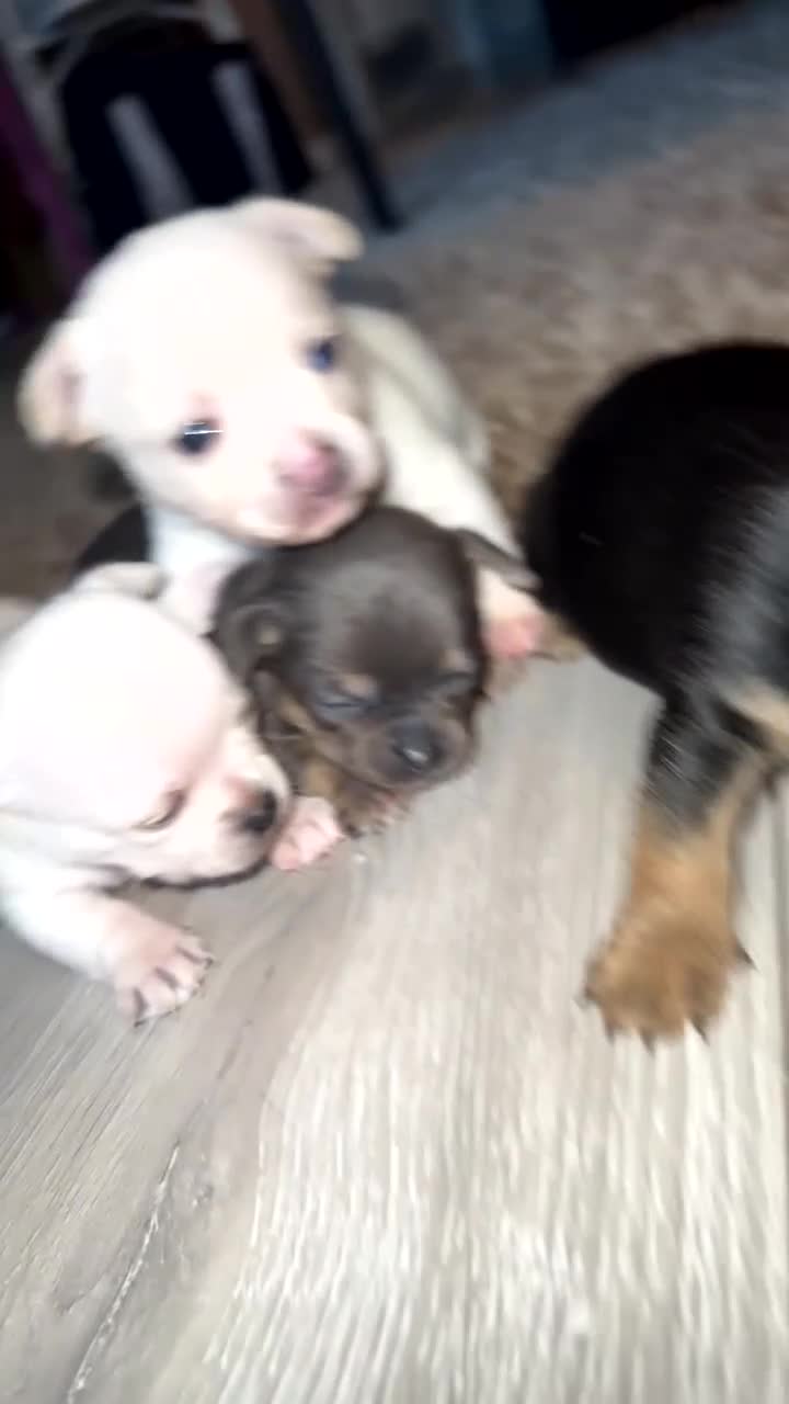 Chihuahua dogs for sale: Chihuahua puppies  - Video 1