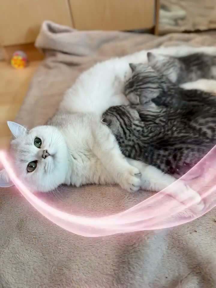 Scottish Fold cats for sale: 4 Pedigree Scottish Fold/Straight Kittens - Video 2