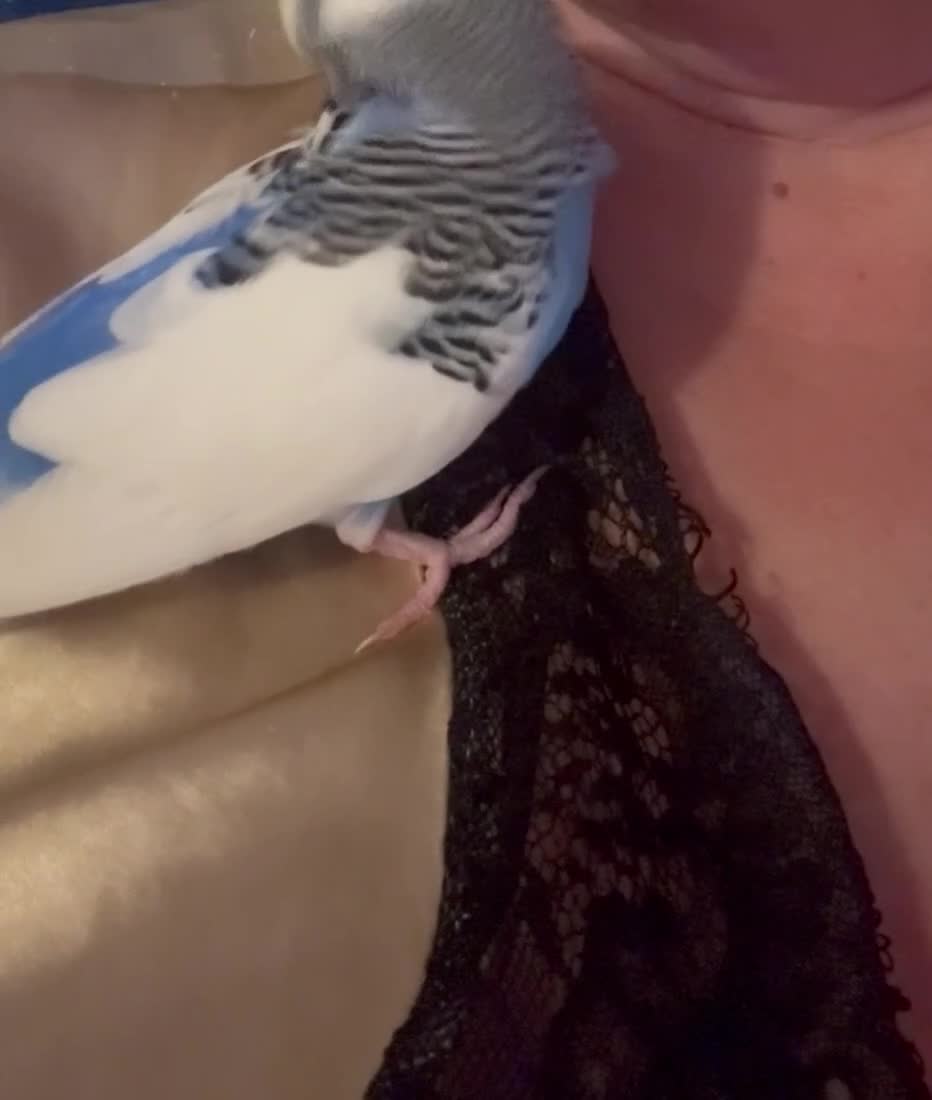 Budgerigars birds for sale: Tamed, young budgie pair for sale - Video 5