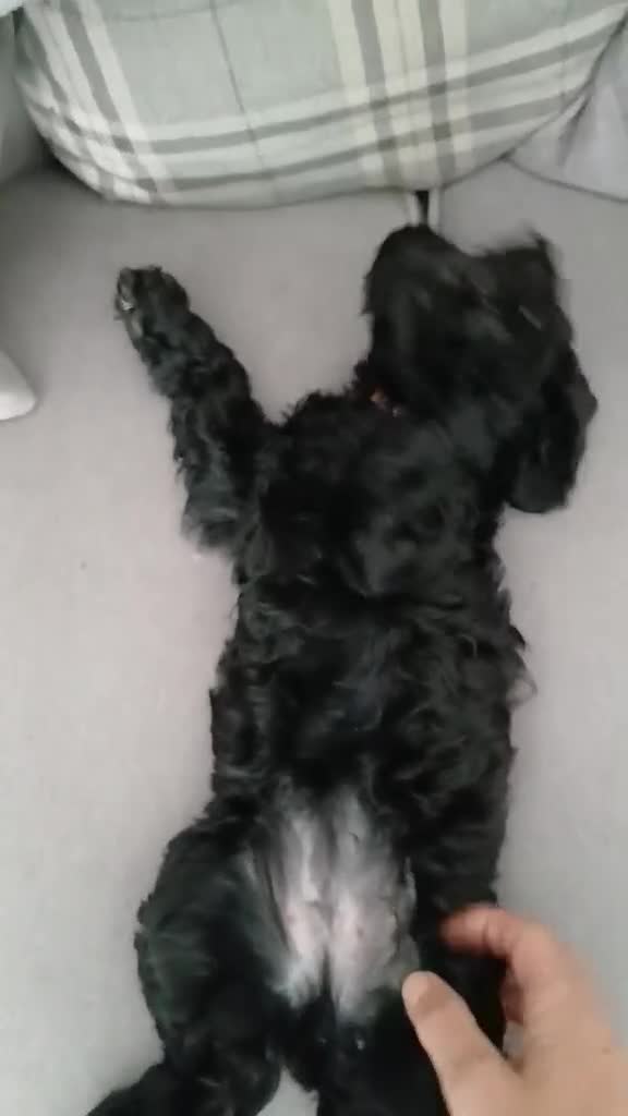 Cockapoo dogs for sale: Five star cockapoo ⭐️ - Video 3