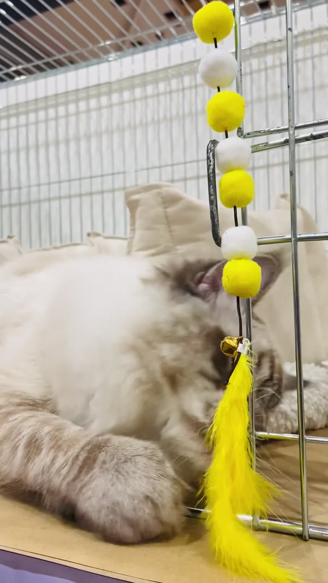 Ragdoll cats for stud: Stunning seal tabby point stud for selected queens in Manchester - Video 2