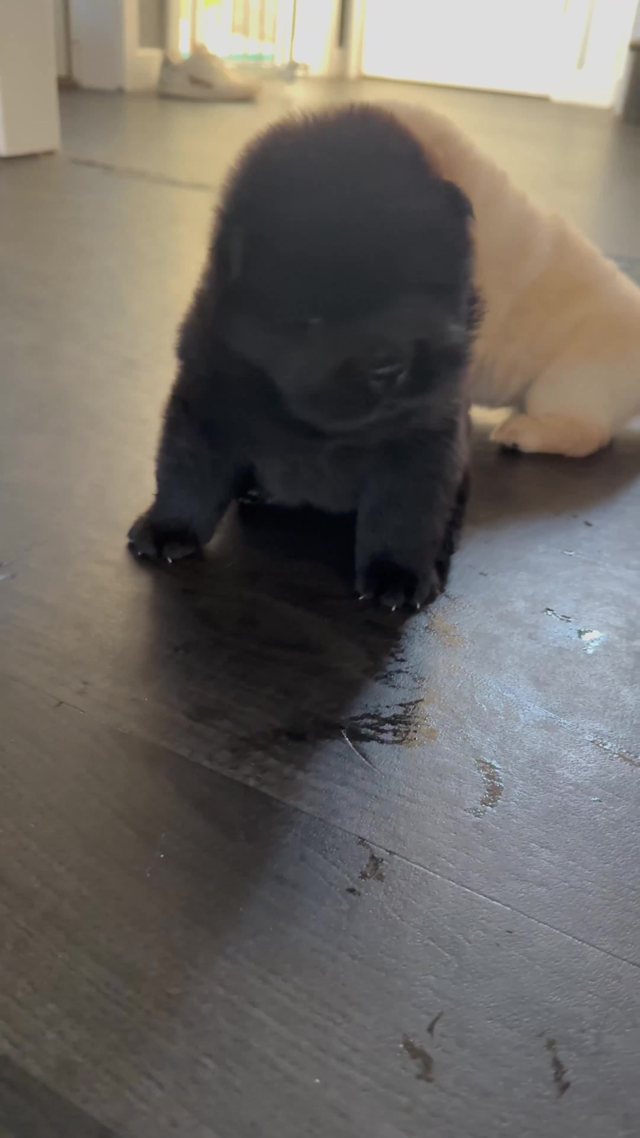Chow Chow dogs for sale: 🐾Chow Chow Boy Pup – KC Registered Dad Bloodline - Video 1