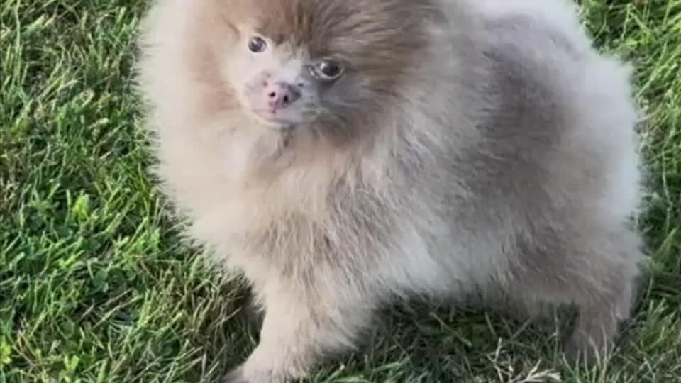 Pomeranian dogs for sale: Kc registered Pomeranian puppies - Video 1
