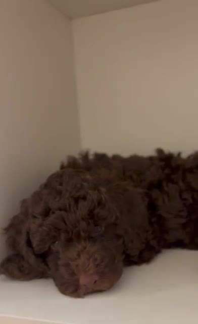 Cockapoo dogs for sale: Beautiful Cockerpoo F2b Puppies - Video 1