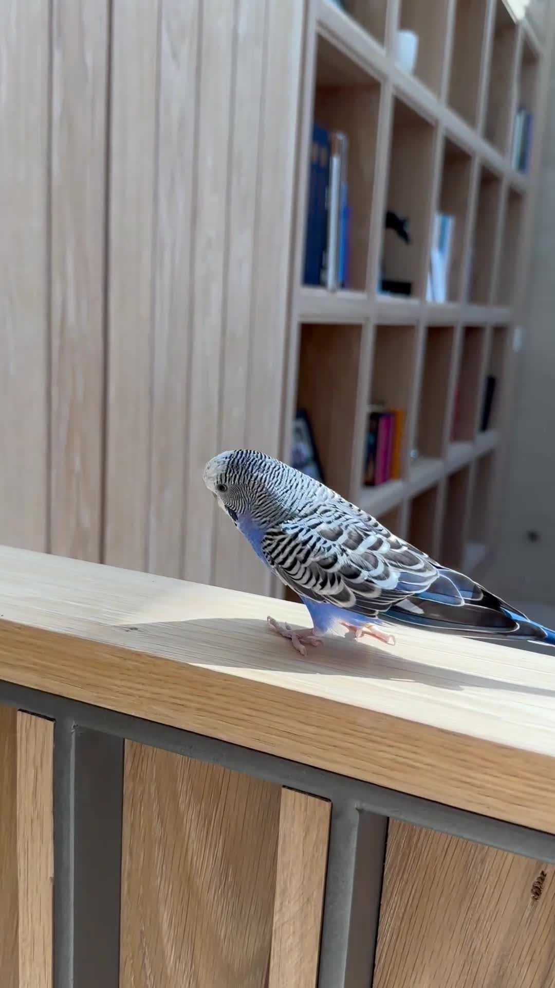 Budgerigars birds for sale: Rare Young Budgie Boys, Large Cage & Full Setup - Video 3