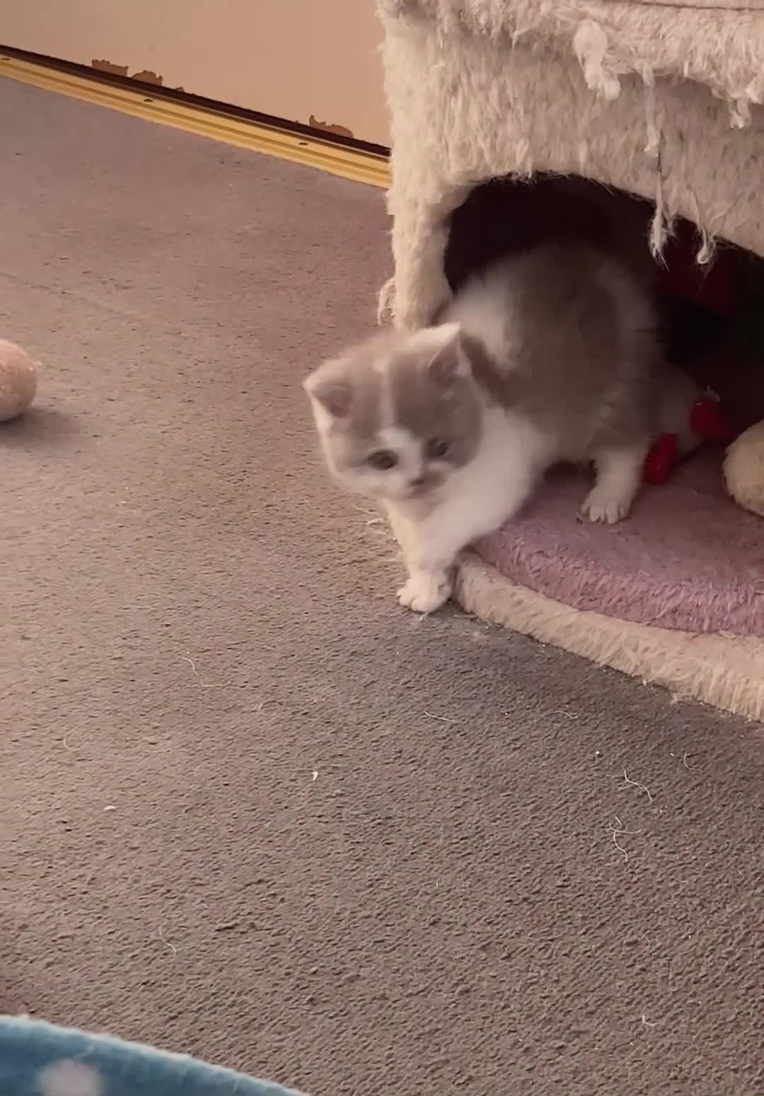 British Shorthair cats for sale: Gorgeous British Shorthairs TICA Registered - Video 2