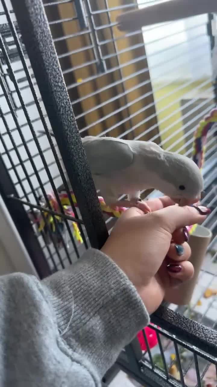 Parrots birds for sale: Blue Quaker Parrot in Clacton-on-Sea - Video 4