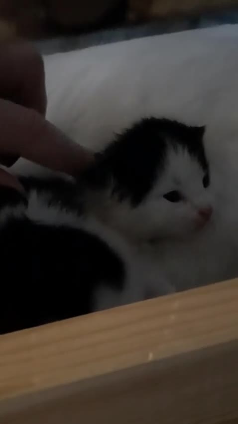 Mixed Breed cats for sale: Two Kittens for sale - Video 2