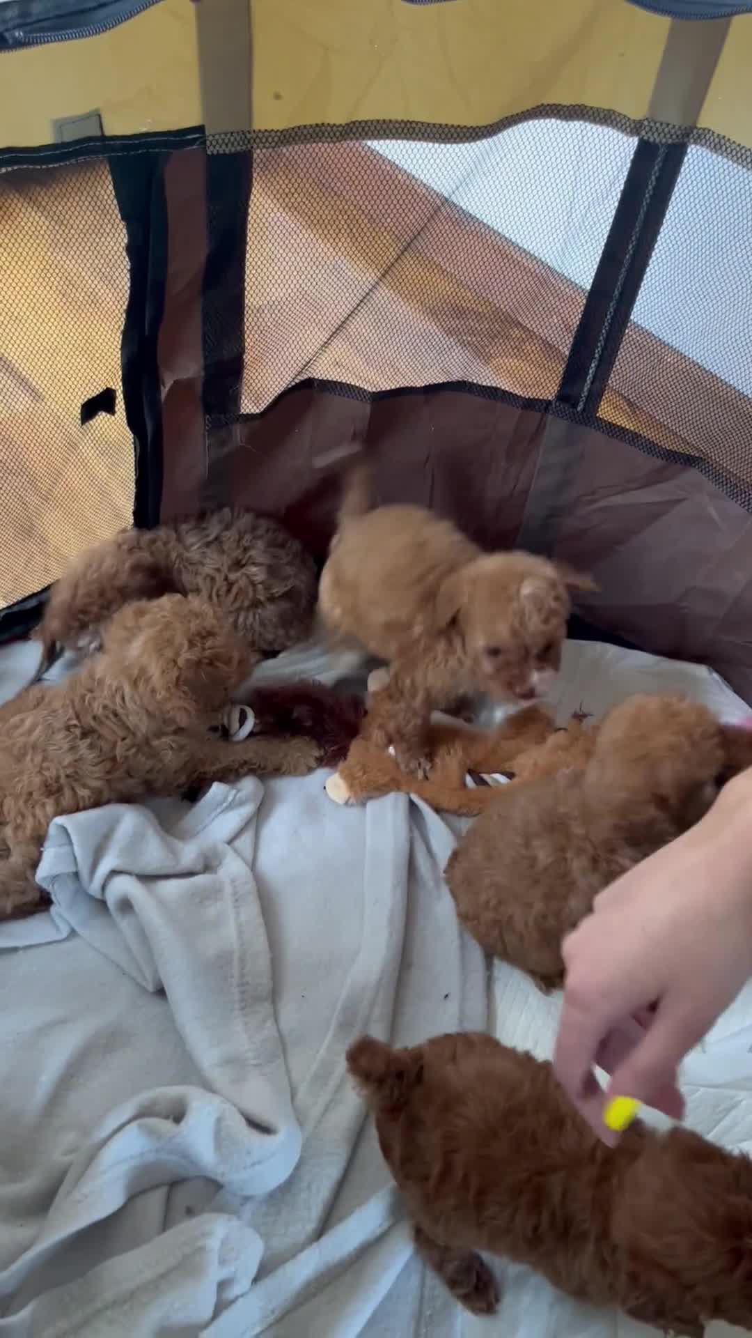 Cavapoo dogs for sale: Red Cavapoo pups - Video 1