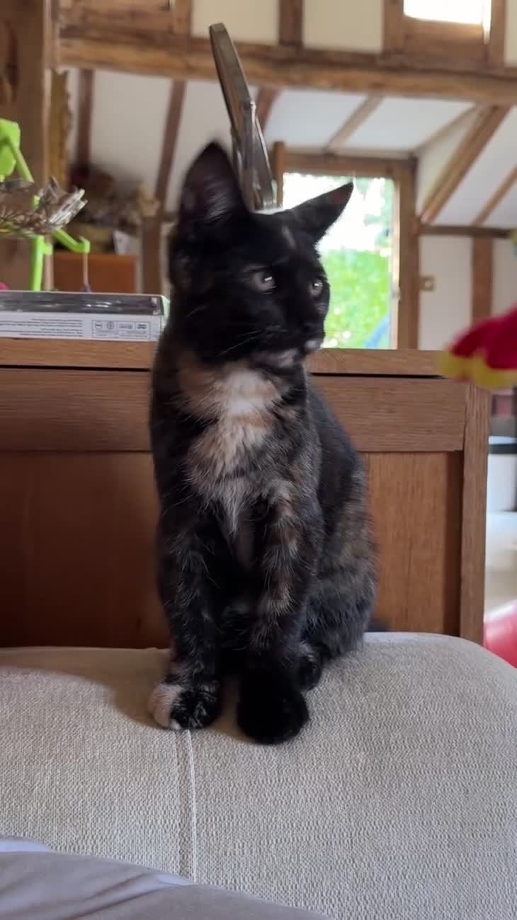Mixed Breed cats for sale: 8 Beautiful Kittens Ready for Their New Homes - Video 1