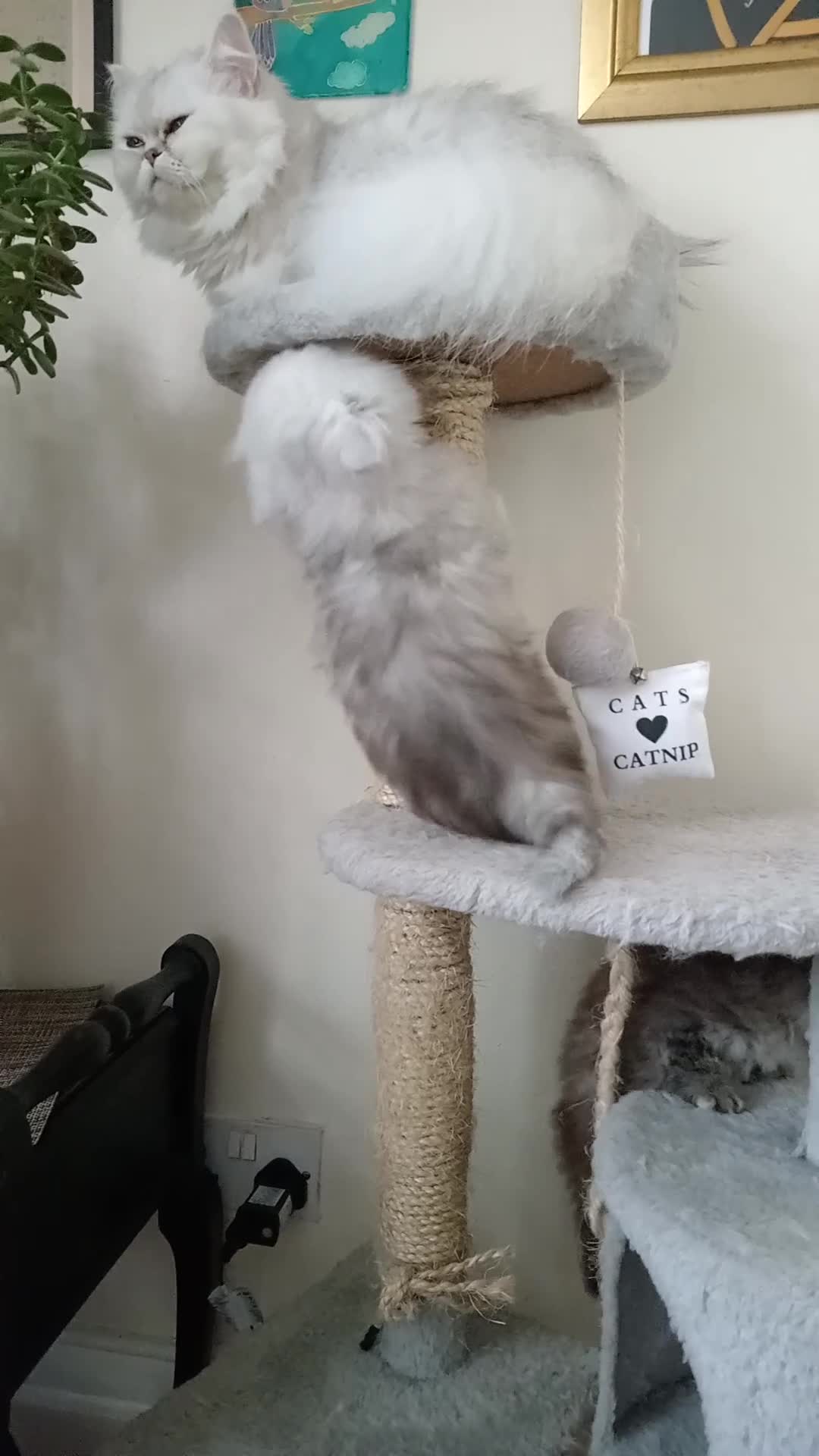 Persian cats for sale: Two Exquisite Persian Chinchilla Doll Face Kittens - Video 1