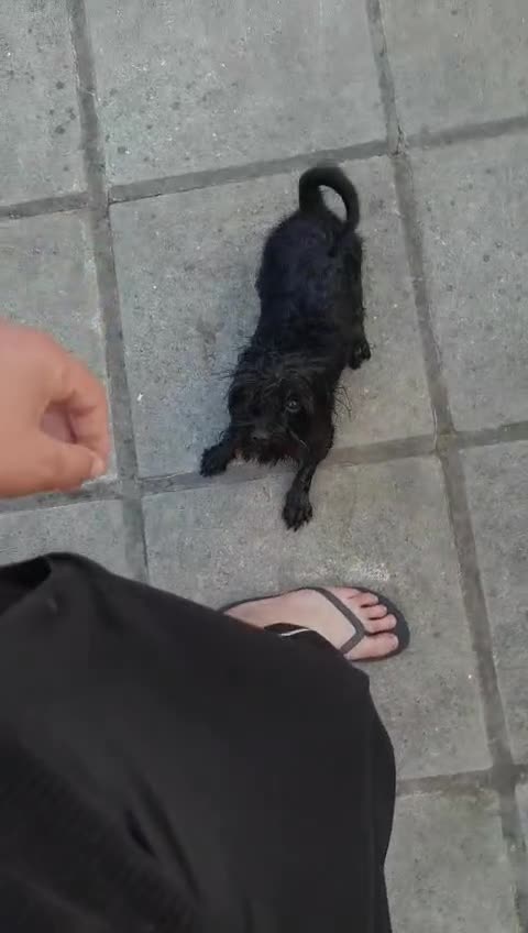 Morkie dogs for sale: Yorkshire Terrier x Maltese - Video 1