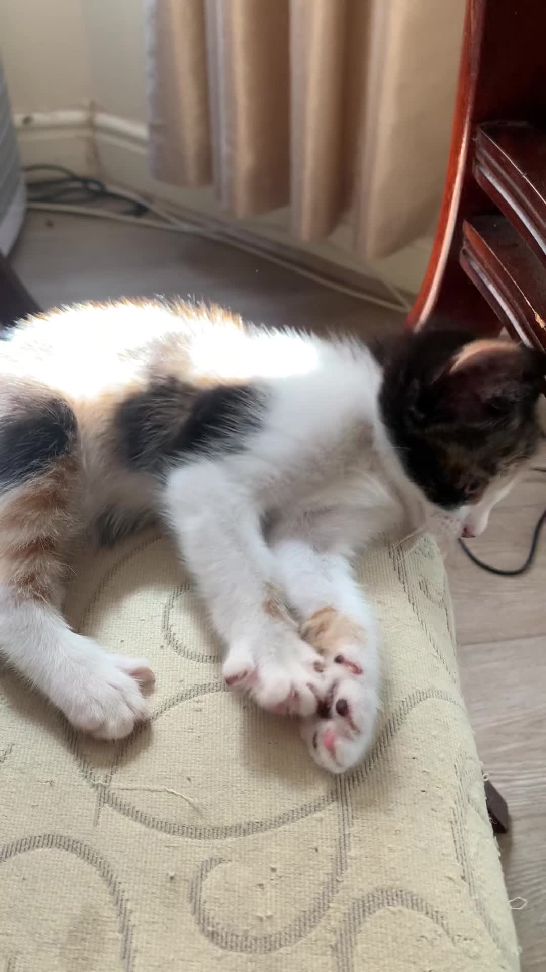 Mixed Breed cats for sale: Ready to go. Two girls and a boy Kuril bobtail mix - Video 3