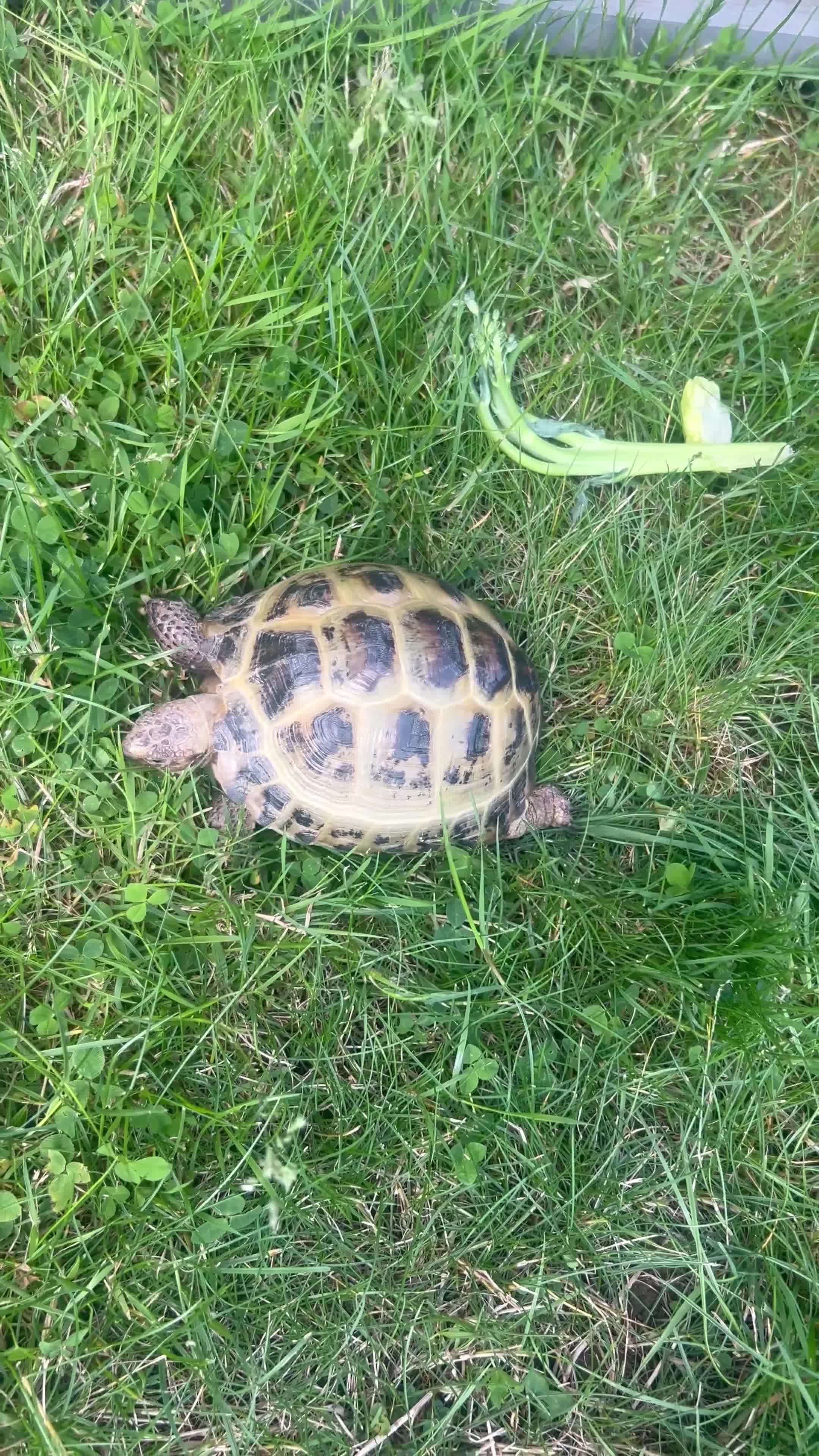 Tortoise reptiles for sale: docile female horsefield, vivarium/outdoor pen in Leighton Buzzard - Video 1