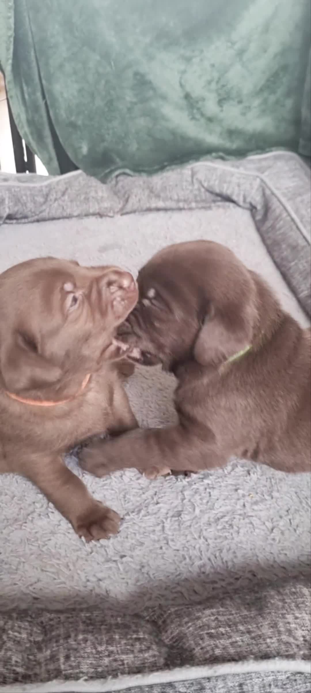 Labrador Retriever dogs for sale: Bundle of Chocolate Joy- Labrador Retrive Puppies - Video 1