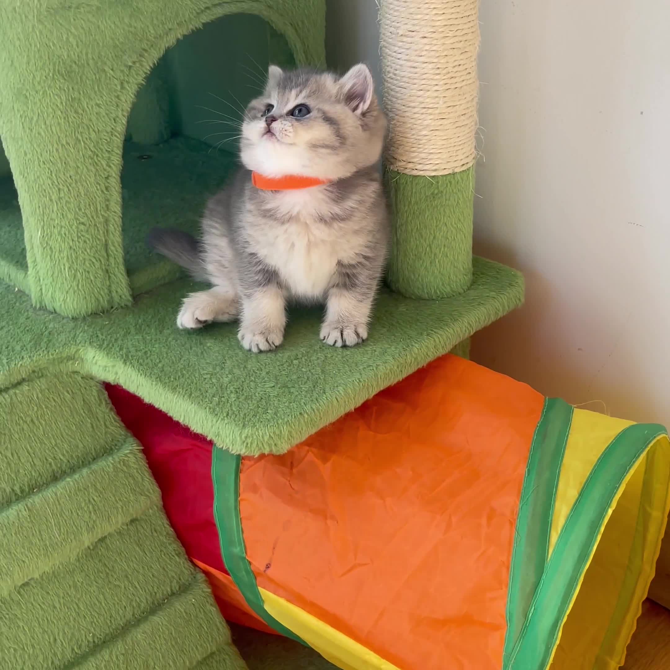 British Shorthair cats for sale: 3 GCCF British Shorthair Kittens– Champion Lines - Video 3