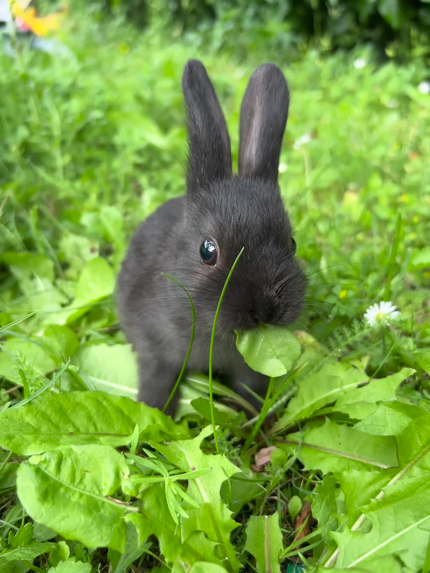 Mixed Breed rabbits for sale: Mixed bunnies  - Video 1