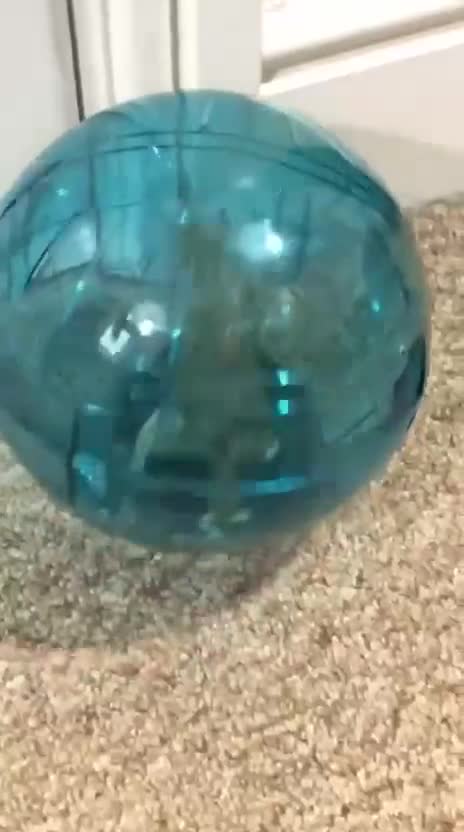 Gerbil rodents for sale: Two gerbils in Maidstone - Video 2