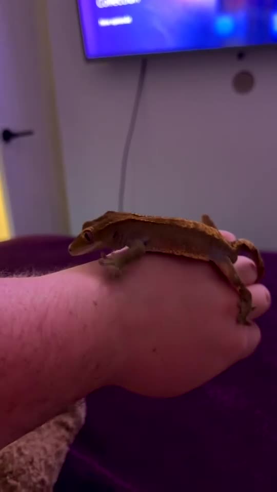 Gecko reptiles for sale: Loki the crested gecko  - Video 2