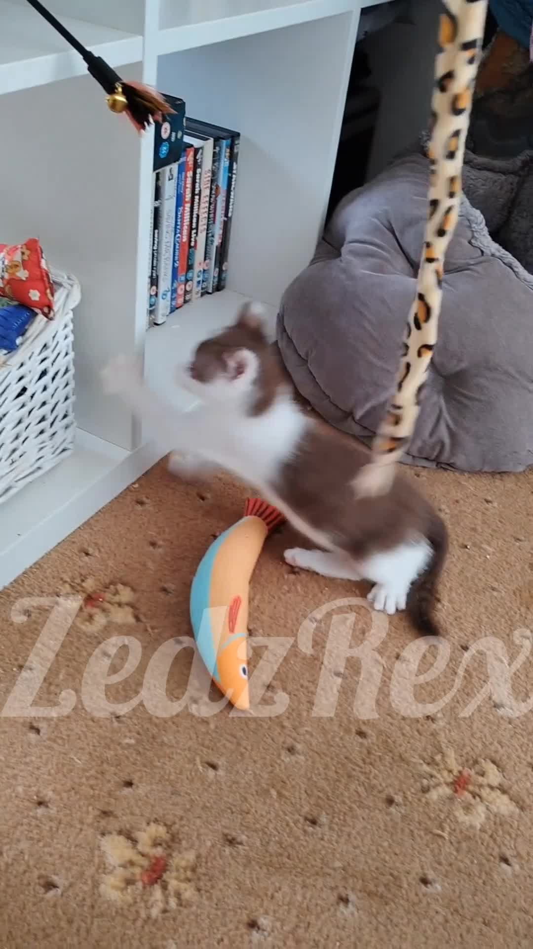 Mixed Breed cats for sale: Devon Rex x BSH kitten looking for a special home - Video 2
