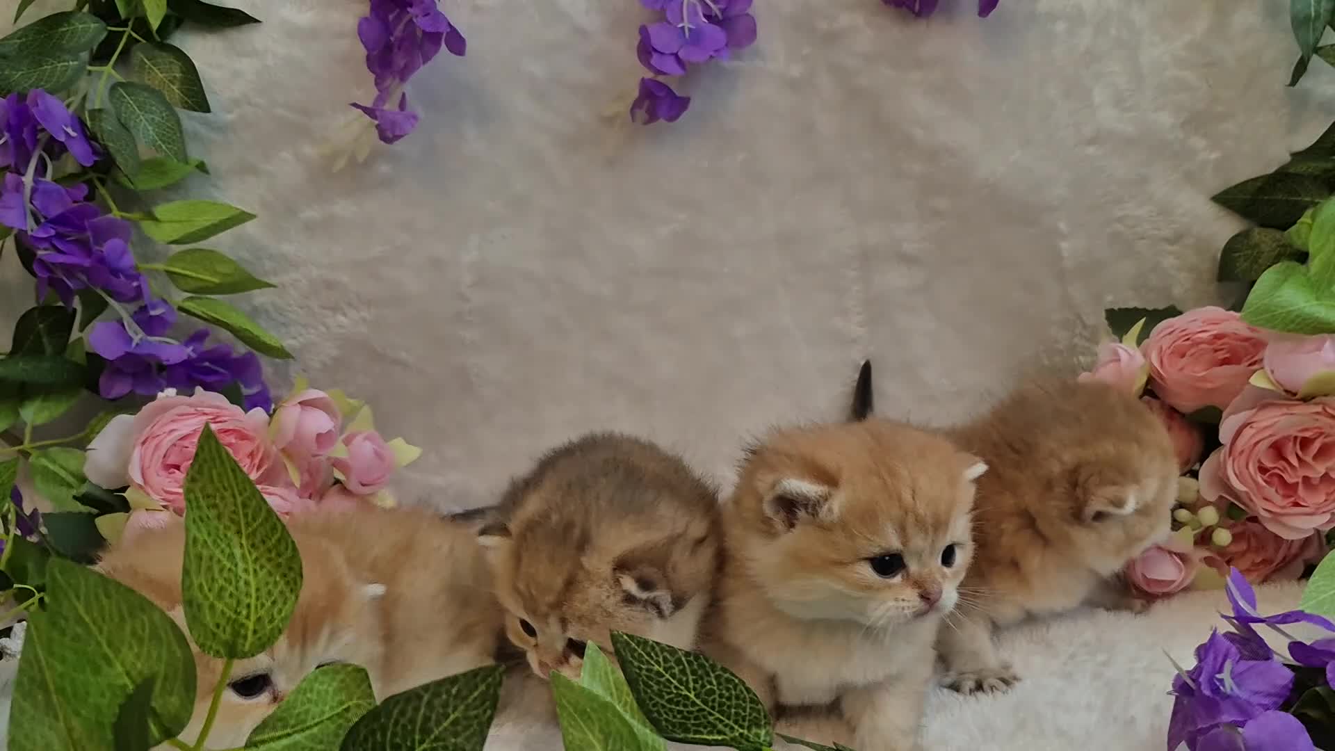 British Shorthair cats for sale: British Shorthair Golden Chinchilla Kittens - Video 1