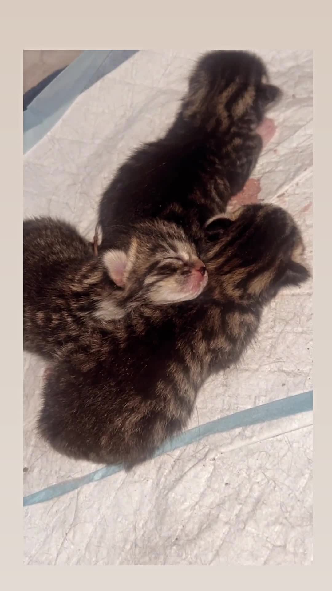 Bengal cats for sale: Bengal/Tabby - Video 3