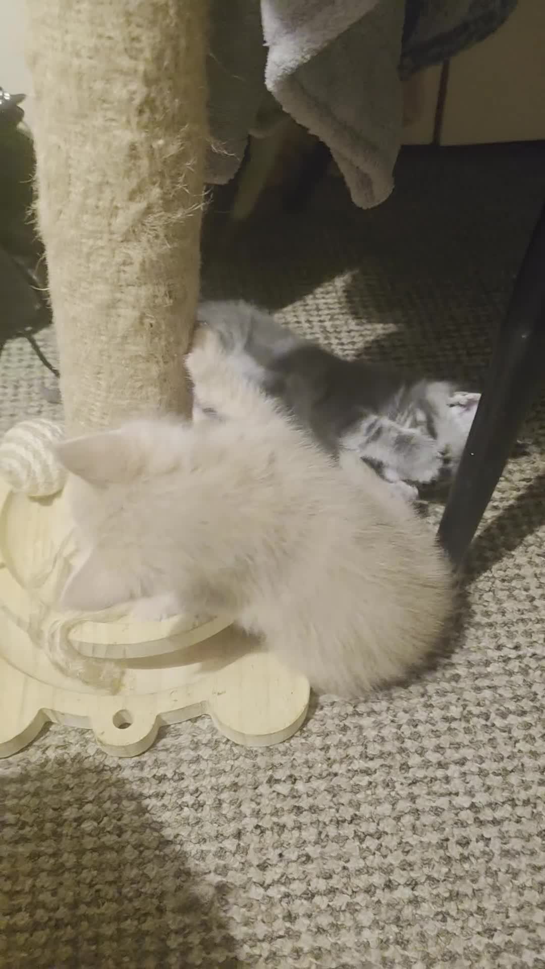 Mixed Breed cats for sale: 4 maincoon x - Video 1