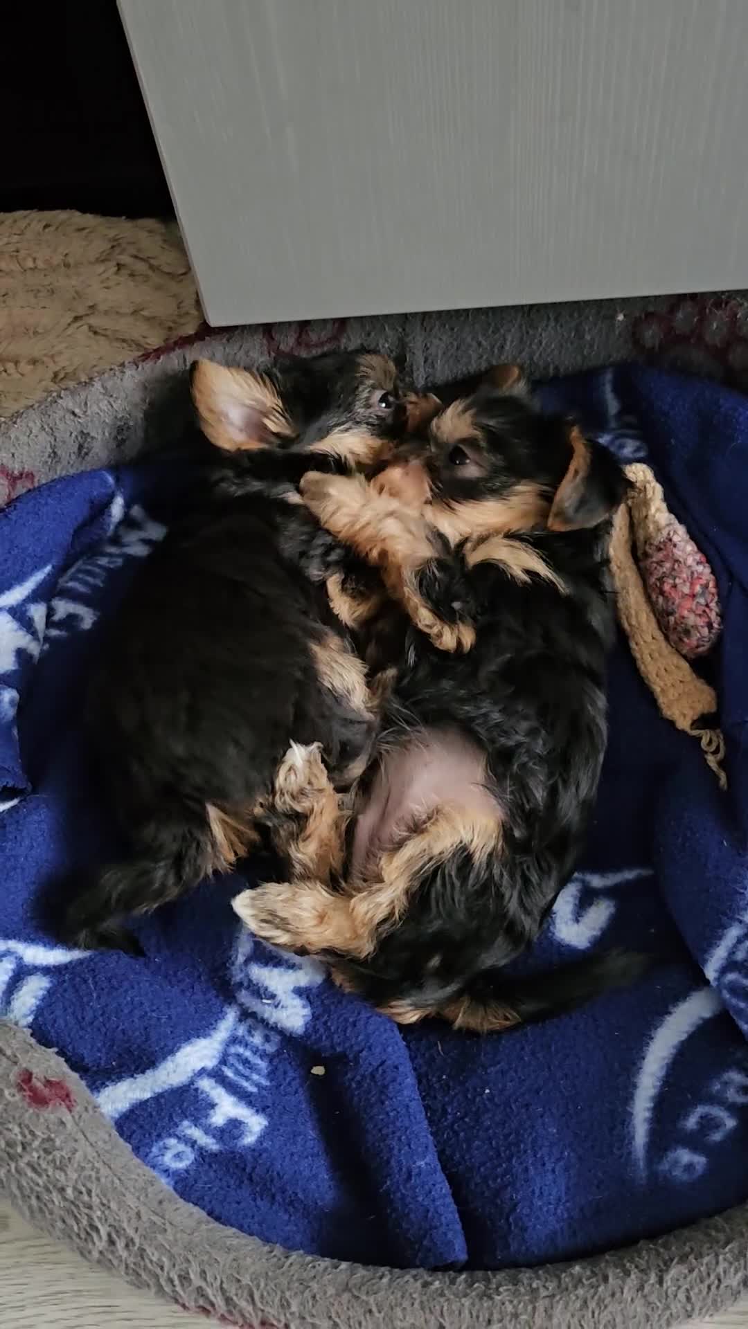 Yorkshire Terrier dogs for sale: Beautiful Mini Yorkshire Terrier Puppies  - Video 1