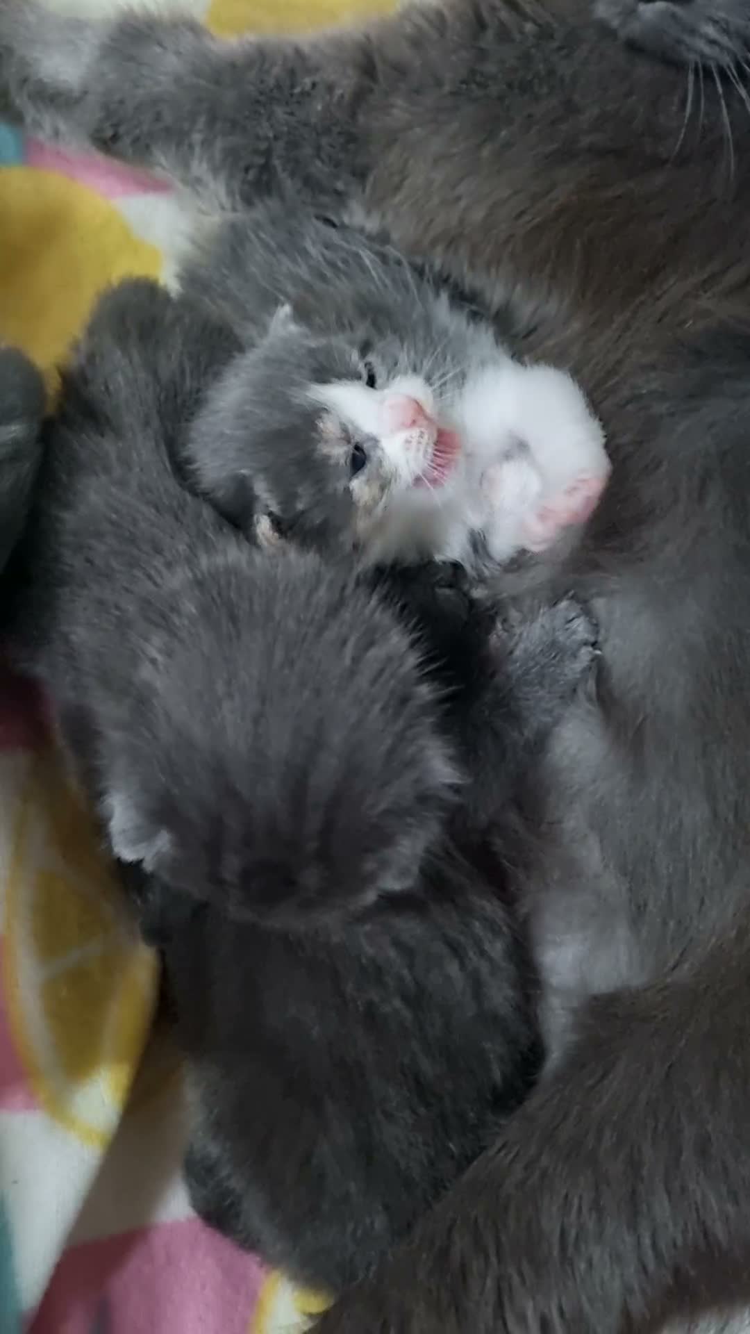 Russian Blue cats for sale: Kittens  in Nottingham - Video 1