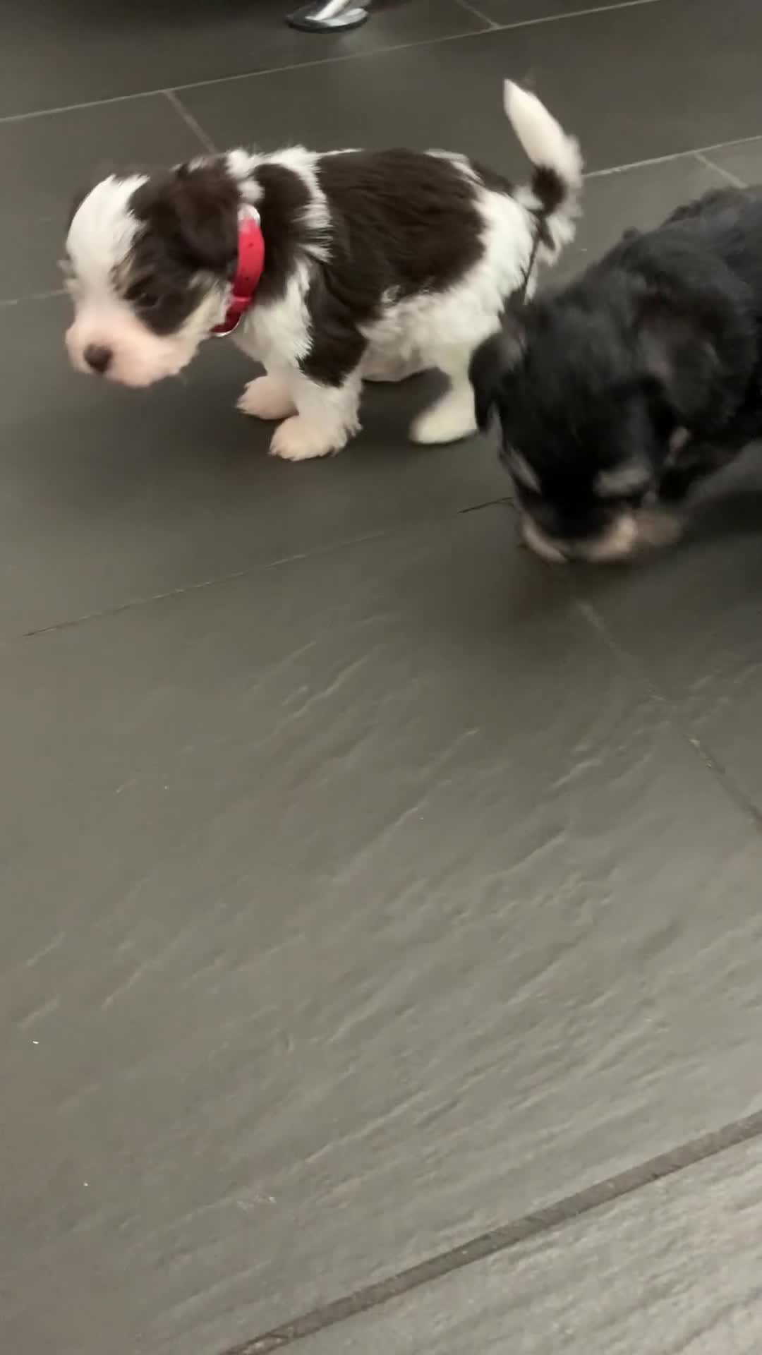 Miniature Schnauzer dogs for sale: 5* LICENSED - KC MINI (TOY) SCHNAUZER CHOCOLATE  - Video 1