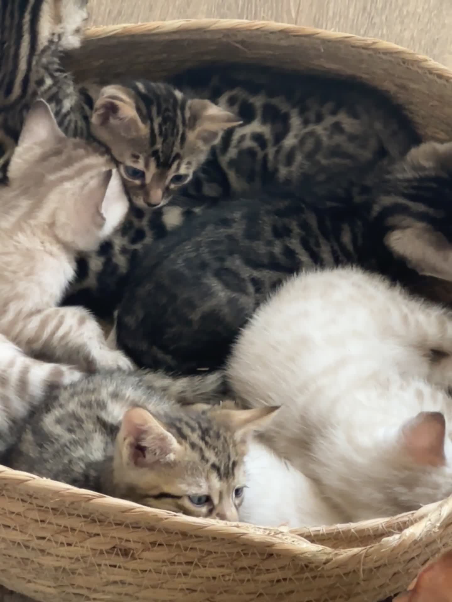 Bengal cats for sale: Stunning Bengal kittens - Video 1