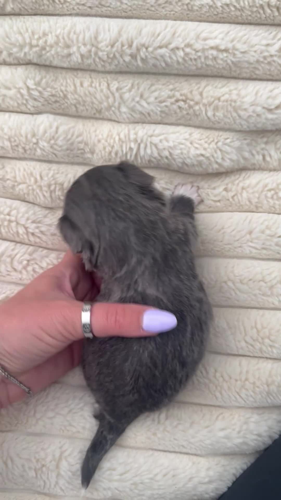 Chihuahua dogs for sale: Stunning Longcoat blue female & Choclate male  - Video 2