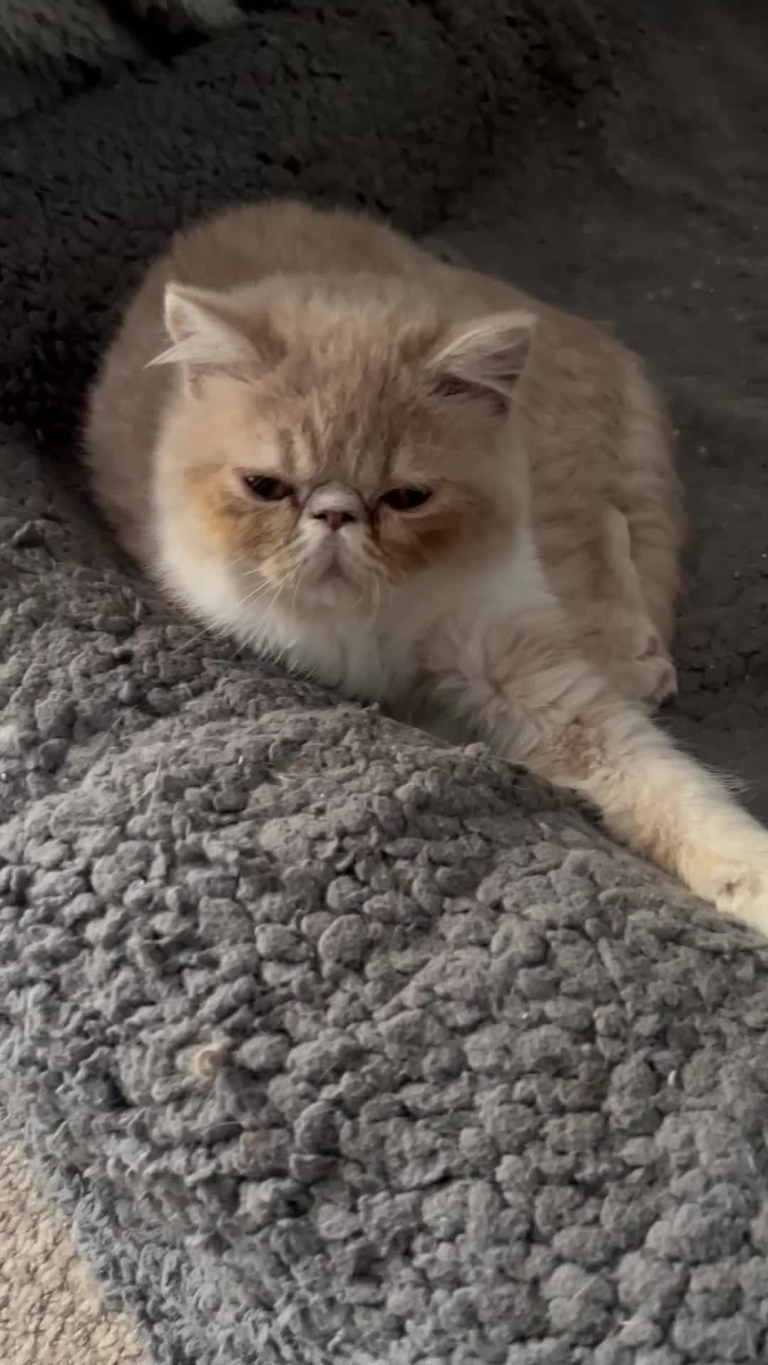 Exotic cats for sale: GORGEOUS CREAM/WHITE FEMALE KITTEN - Video 2