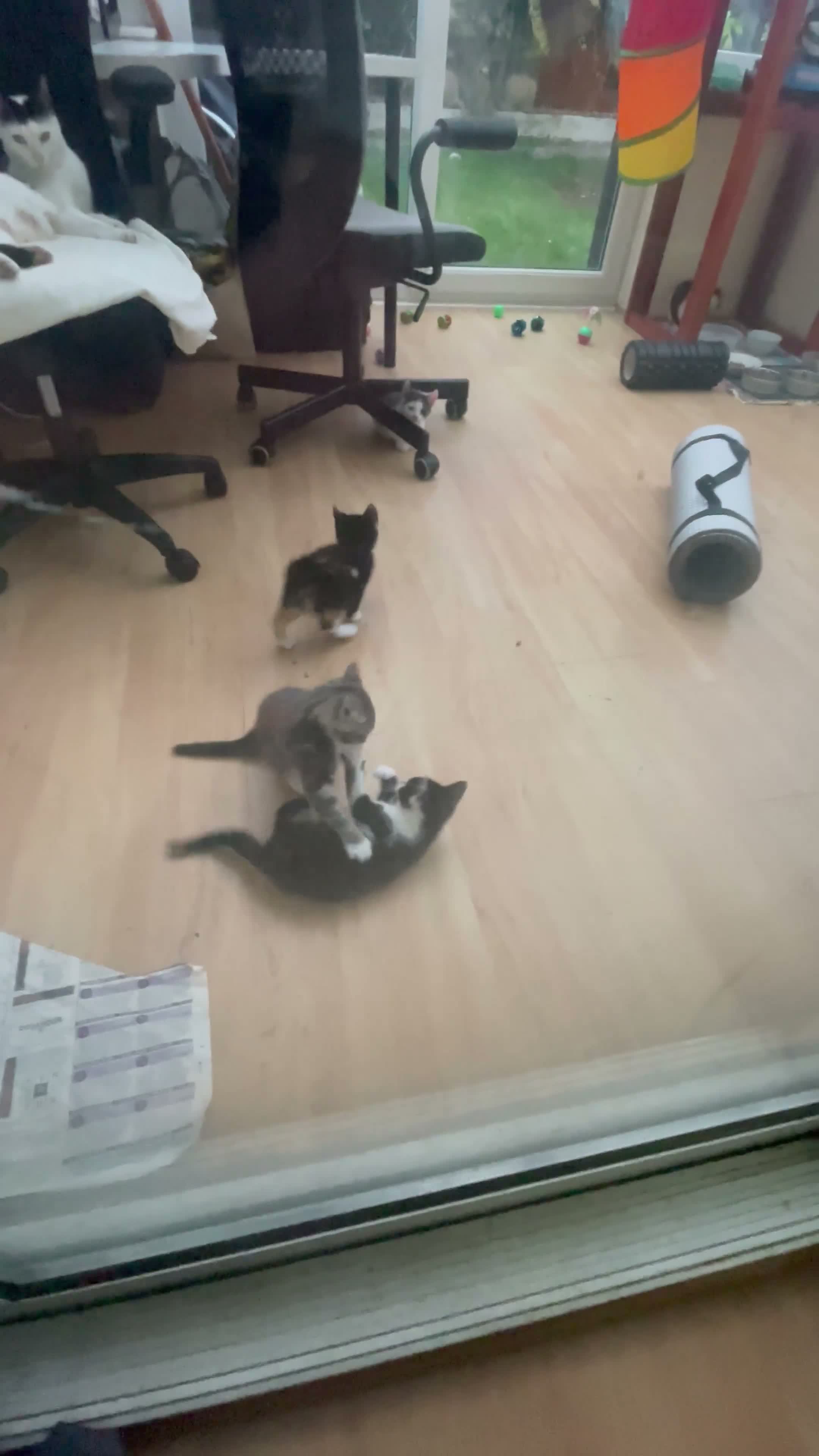 Mixed Breed cats for sale: 5 Adorable Kittens – Playful & Cute  - Video 1