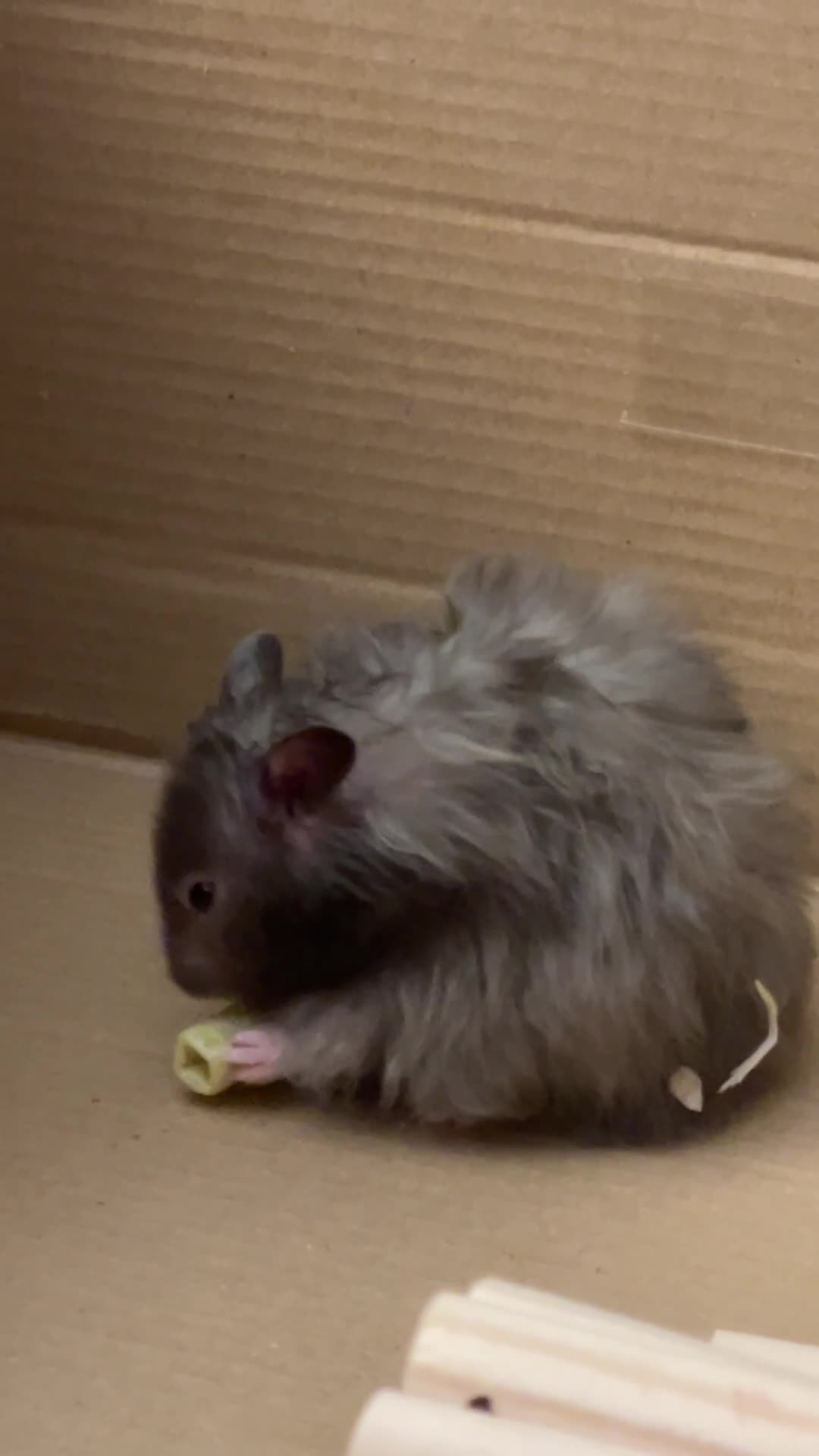 Hamster rodents for sale: WANTED LONG HAIRED BOY SYRIAN - Video 1