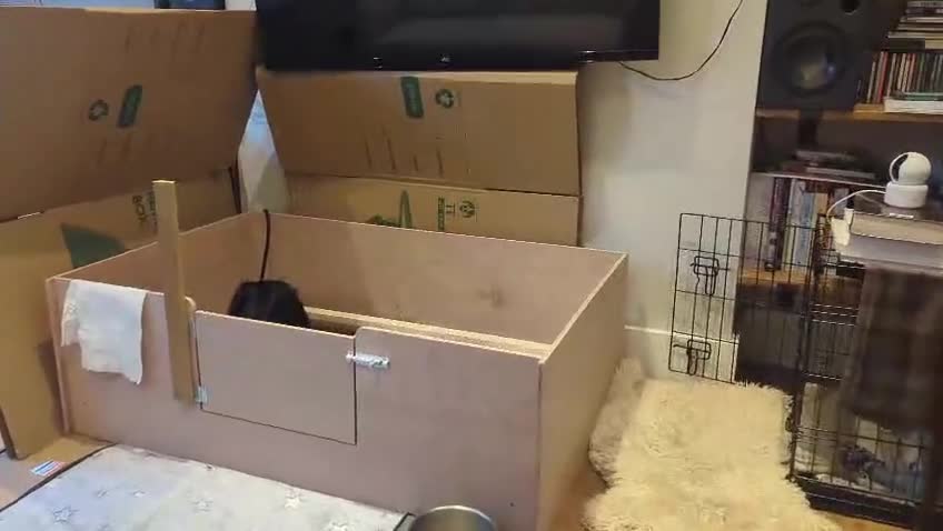 Cockapoo dogs for sale: •F1B Cockapoo Pups - Black & Tan - Ready 19th Dec• - Video 2