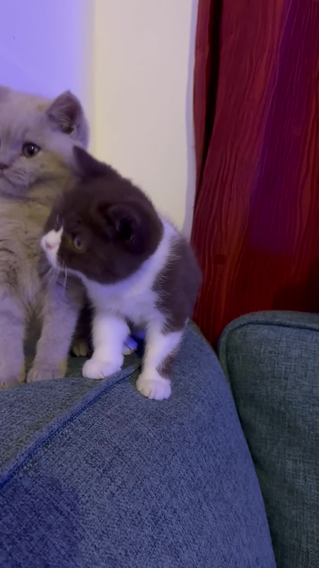 British Shorthair cats for sale: British shorthair Mixed litter  - Video 1