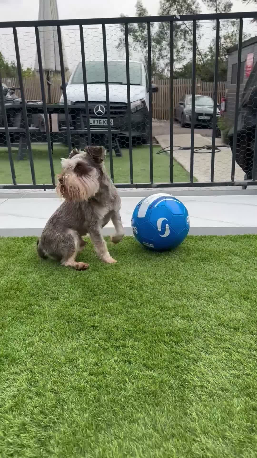 Miniature Schnauzer dogs for stud: ✨ TINY 5kg ✨CHOCOLATE SCHNAUZER ✨KC HEALTH TESTED  - Video 1