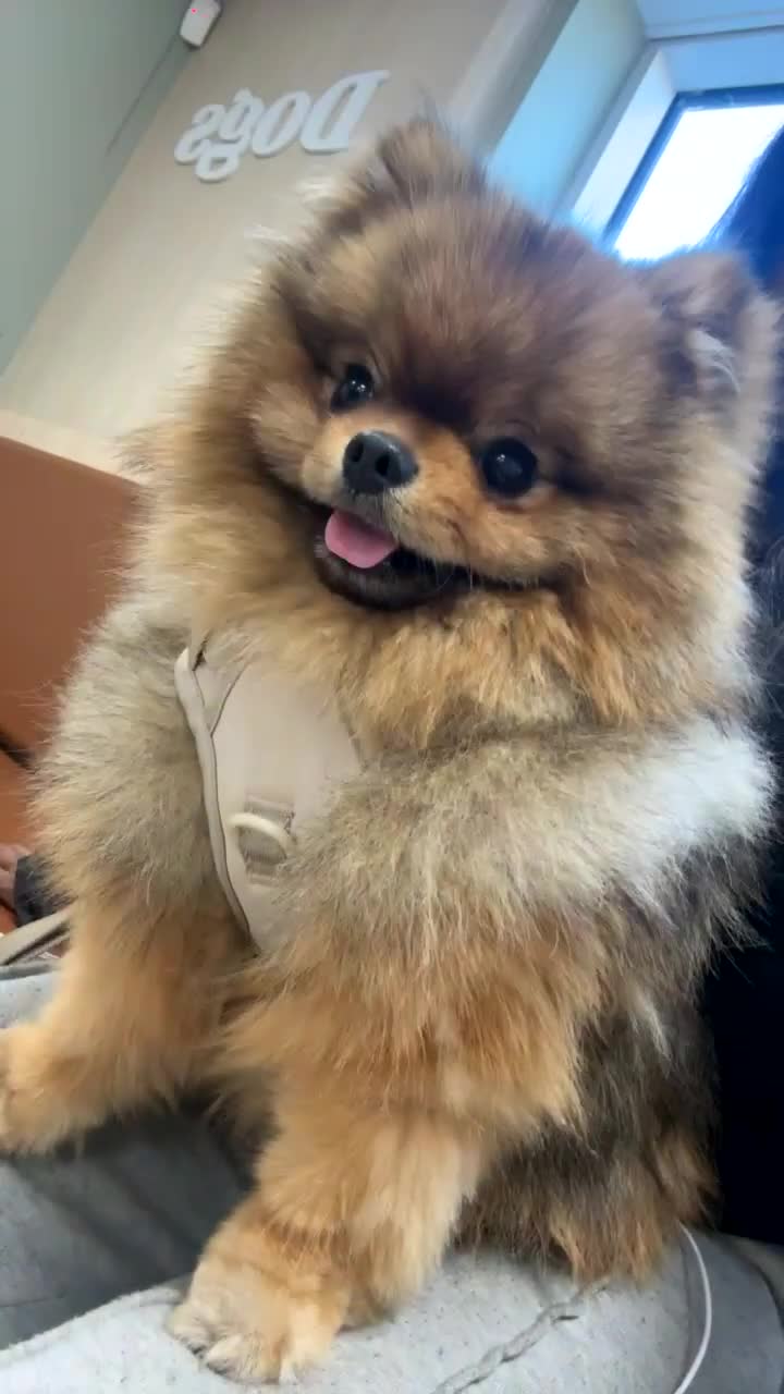 Pomeranian dogs for sale: Male Pomeranian  - Video 1