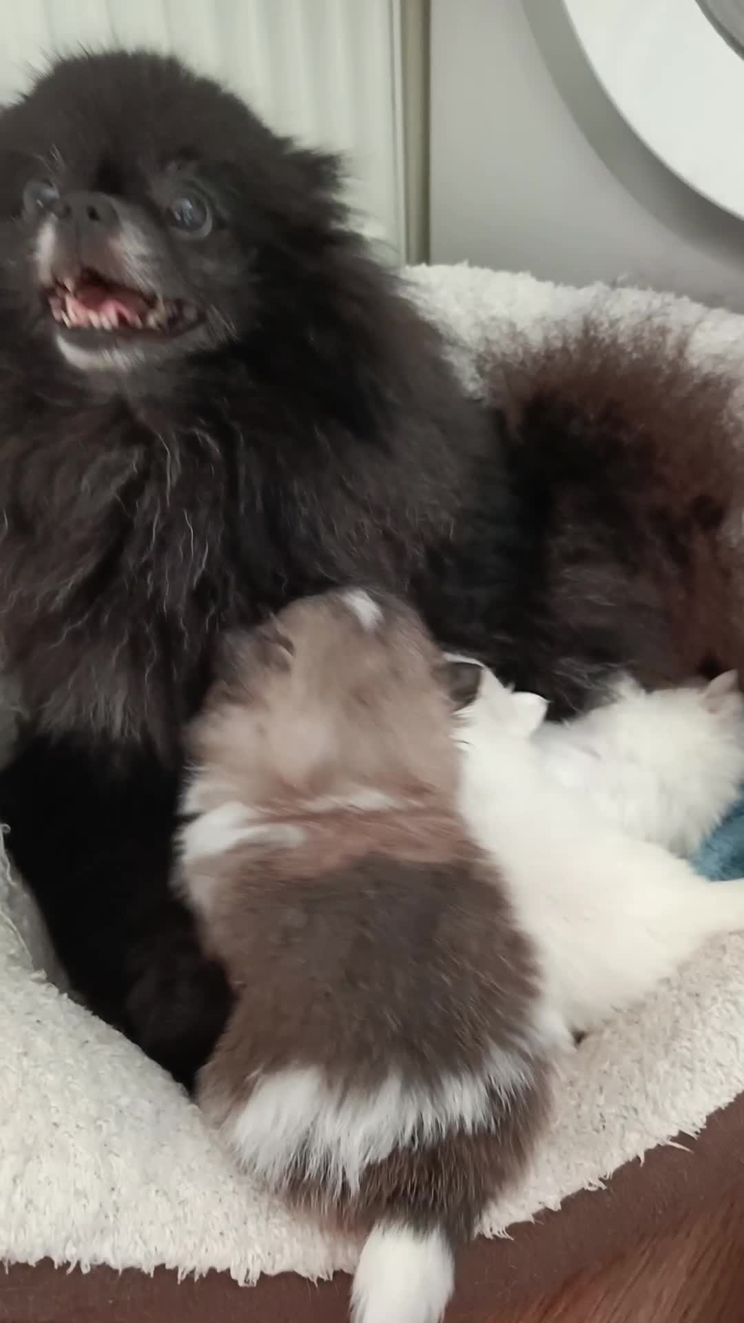 Pomeranian dogs for sale: Pom puppys with Kc reg , pedigree for sale in Taunton - Video 1
